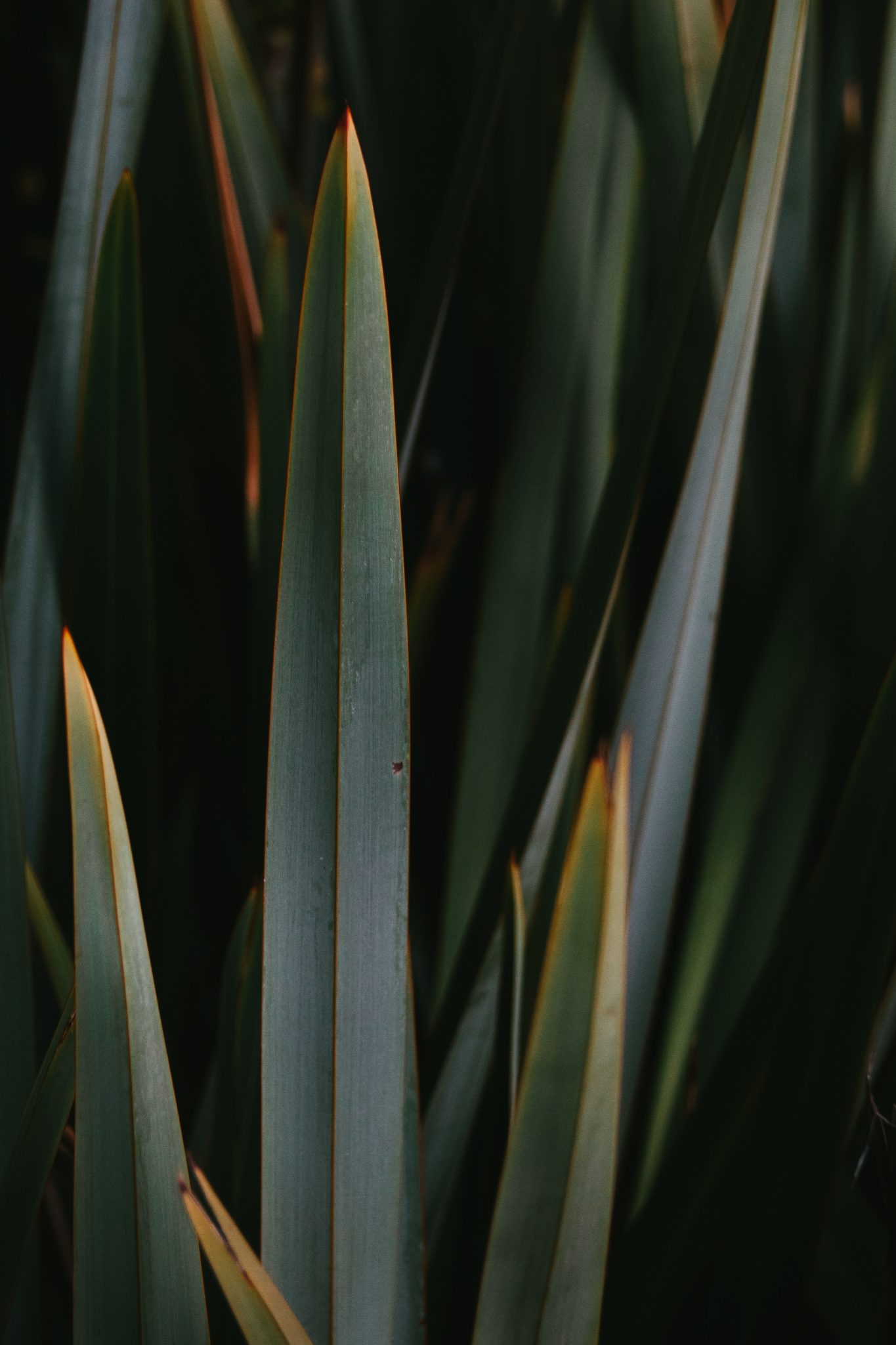 pexels-jorge-urosa-5687387